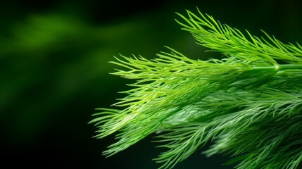Lush Green Dill Foliage Against Dark Background in Fresh and Vibrant Natural Setting