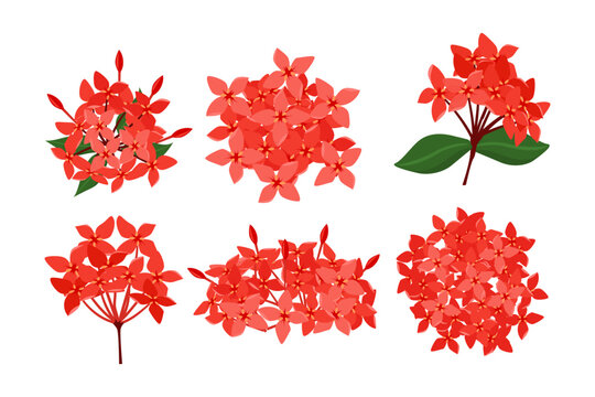 Set of ixora flower collection, Red Ixora chinensis flowers bloom. Four petal flower element, Rubiaceae, coccinea, botanical plant, isolated on white background, flat vector illustration.