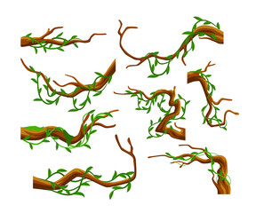 Obraz premium Set of Tropical hanging vines collection for jungle border, Liana or vine climbing winding branches cartoon vector illustration, wild rainforest vines branches with leaves, flat vector.