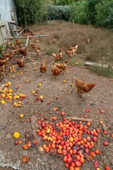 Free-range chickens foraging for discarded fruit on a farm. Many birds peck at fallen plums and...