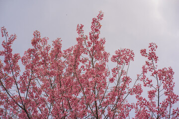 travel in nature concept with pink cherry blossom tree and clear sky in springtime season
