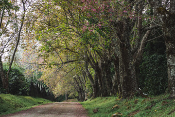 solo traveler in nature concept with country road with pink cherry blossom tree in springtime season