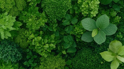Lush greenery display botanical garden natural landscape vibrant environment aerial view nature's diversity
