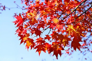 Captivating and Vibrant Autumn Leaves Glistening on a Branch Against a Beautiful Clear Sky