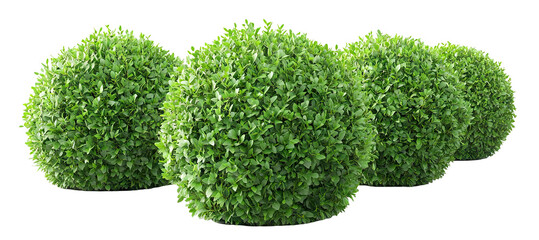 Green bush plants, isolated on transparent cutout background