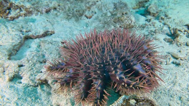 A close-up of a Crown of thorns starfish , moving along the bottom of a tropical coral reef. Acanthaster planci hunts coral. It regenerates its limbs, thrives in warm climates, devastates coral reefs.