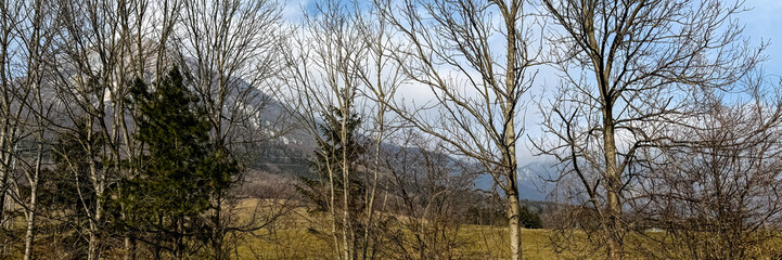Winter landscape with barren trees, scenic nature background, peaceful countryside, seasonal outdoor tranquility