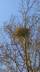 Mistletoe nestled in bare tree branches, symbolizing Christmas traditions, winter solstice nature connection