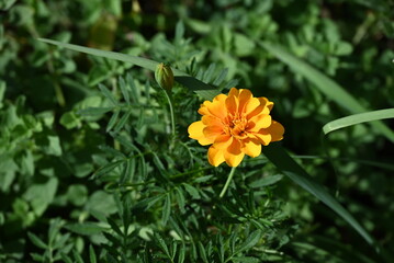 Marigold Flower in Garden