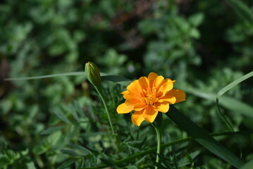 Marigold in Herb Garden