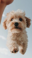 Obraz premium A fluffy dog is playfully leaping in the air against a blue sky backdrop.