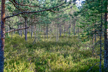 Hiking trail over the Viru bog nature trail through the Viru bog in Lahemaa National Park (Lahemaa rahvuspark) with wooden plank path in northern Estonia