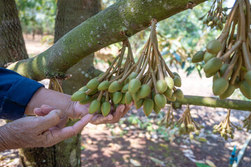 Durian farmers in Thailand