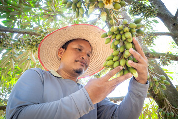 Durian farmers in Thailand