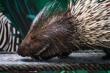 Porcupine, malayan