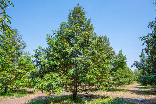 Durian trees