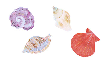 Set of seashells isolated on white background. Watercolor hand drawn illustration
