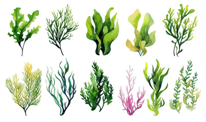 Watercolor Algae and Seaweeds Collection: Underwater Plants for Aquariums and Decor