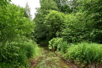 a river in the forest flows among tall trees, bushes and green grass
