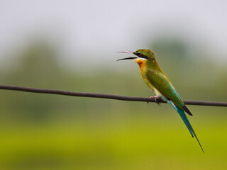 A Blue-tailed Bee-eater perched on a wire, with a green backdrop of rice fields, look peaceful and relaxing at Pak Phli Nakhon Nayok Thailand