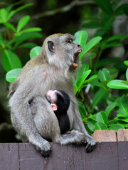 Female Crab-eating Macaque (or Long-tailed macaque) with a black baby, yawning on the fence of Peat Swamp Forest at Nrathiwas Thailand