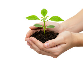 A small plant growing in soil held gently in a person's hands