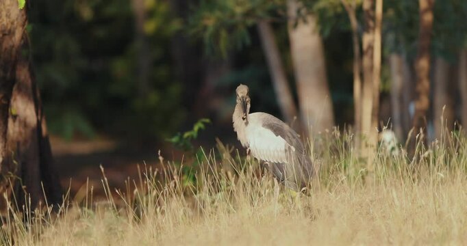 Asian openbill stork or Anastomus oscitans standing in tall grass in sunlit forest clearing
