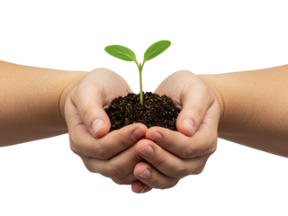A close-up shot of a young plant seedling nestled in a small mound of soil held gently in cupped hands