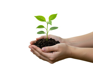 A close-up shot of a pair of hands gently holding a small seedling nestled in a handful of soil