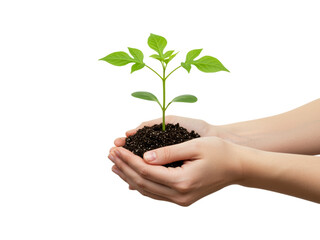 A close-up shot of a pair of hands gently holding a small clump of soil with a young plant growing from it