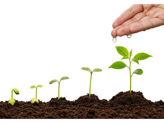 A series of progressively larger seedlings growing in soil, with a hand watering the tallest one