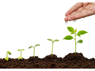 A series of progressively larger seedlings growing in soil, with a hand watering the tallest one