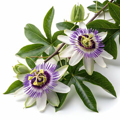 Pink flower in full bloom isolated on a clean white background highlighting its soft petals