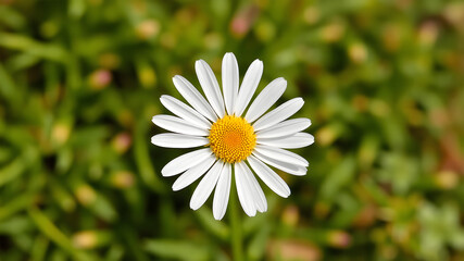 Fototapeta premium Common daisy blossom isolated on transparent background