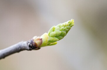 Fototapeta premium Fresh Green Bud Emerging from a Branch Against a Soft Blurred Background Evoking Spring's Renewal 