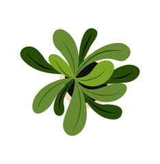 House plant top view. Potted flower colorful icon for landscape, architectural, interior design. Hand drawn Vector flat illustration isolated on transparent background.