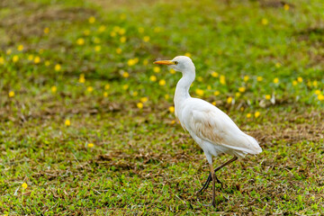 Western Cattle Egret (Bubulcus ibis) walking through a field.