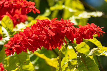 Close-up of Warscewiczia (Warszewiczia) coccinea, Wild Poinsettia