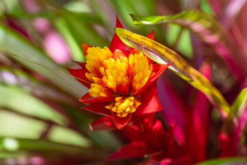 Close-up of Guzmania conifera (Andr&eacute;), Hawaii
