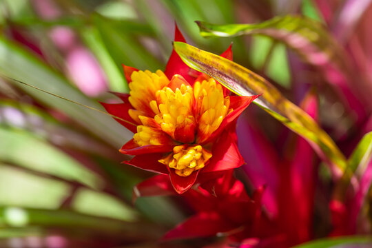 Close-up of Guzmania conifera (Andr&eacute;), Hawaii