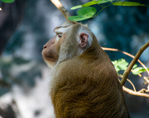 Obraz premium Macaque monkey at Thailand