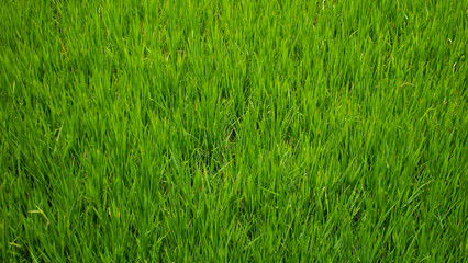 Lush Green Rice Field Landscape – Natural Rural Scenery