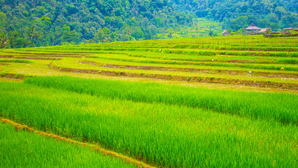 Obraz premium Lush Green Rice Field Landscape – Natural Rural Scenery