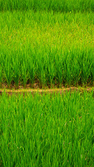 Obraz premium Lush Green Rice Field Landscape – Natural Rural Scenery