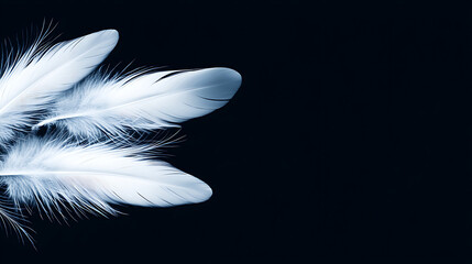 Obraz premium Ethereal Elegance Gentle Feathers on Black Backdrop Symbol of Serenity Lightness and Purity