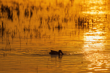 Shoveler swimming in a lake at dusk