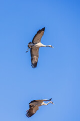Pair of flying cranes at a blue sky