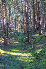Obraz premium Old hollow way covered with green moss in a spruce forest