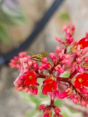 Flower with spider web and hairy spider