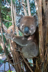 Cute koala close-up resting in a tree, showcasing its fluffy fur, expressive face, and natural habitat in Australia